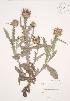  (Onopordum acanthium - JAG 0719)  @11 [ ] Copyright (2009) Unspecified University of Guelph BIO Herbarium