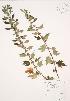  (Leonurus cardiaca - JAG 0716)  @11 [ ] Copyright (2009) Unspecified University of Guelph BIO Herbarium