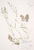  (Eragrostis cilianensis - JAG 0701)  @11 [ ] Copyright (2009) Unspecified University of Guelph BIO Herbarium