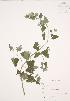  (Nepeta cataria - JAG 0703)  @11 [ ] Copyright (2009) Unspecified University of Guelph BIO Herbarium