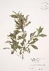  (Cornus racemosa - JAG 0724)  @11 [ ] Copyright (2009) Unspecified University of Guelph BIO Herbarium