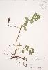  ( - JAG 0705)  @11 [ ] Copyright (2009) Unspecified University of Guelph BIO Herbarium
