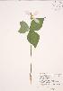  (Trillium grandiflorum - JAG 0467)  @11 [ ] Copyright (2009) Unspecified University of Guelph BIO Herbarium