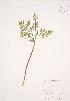  ( - JAG 0474)  @11 [ ] Copyright (2009) Unspecified University of Guelph BIO Herbarium