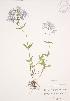  (Phlox divaricata - JAG 0496)  @11 [ ] Copyright (2009) Unspecified University of Guelph BIO Herbarium