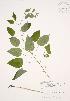  (Smilax illinoensis - JAG 0505)  @11 [ ] Copyright (2009) Unspecified University of Guelph BIO Herbarium