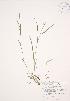  (Carex hitchcockiana - JAG 0484)  @11 [ ] Copyright (2009) Unspecified University of Guelph BIO Herbarium