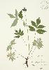  (Hydrophyllum virginianum - JAG 0523)  @11 [ ] Copyright (2009) Unspecified University of Guelph BIO Herbarium