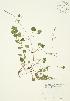  (Glechoma - JAG 0525)  @11 [ ] Copyright (2009) Unspecified University of Guelph BIO Herbarium
