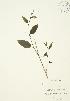  (Smilax tamnoides - JAG 0527)  @11 [ ] Copyright (2009) Unspecified University of Guelph BIO Herbarium