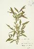  (Salix nigra - JAG 0530)  @11 [ ] Copyright (2009) Unspecified University of Guelph BIO Herbarium