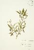  (Salix amygdaloides - JAG 0531)  @11 [ ] Copyright (2009) Unspecified University of Guelph BIO Herbarium