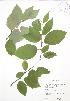  ( - JAG 0542)  @11 [ ] Copyright (2009) Unspecified University of Guelph BIO Herbarium