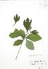  ( - JAG 0543)  @11 [ ] Copyright (2009) Unspecified University of Guelph BIO Herbarium
