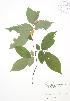  ( - JAG 0546)  @11 [ ] Copyright (2009) Unspecified University of Guelph BIO Herbarium
