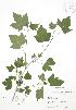  ( - JAG 0555)  @11 [ ] Copyright (2009) Unspecified University of Guelph BIO Herbarium