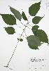  (Boehmeria cylindrica - JAG 0757)  @11 [ ] Copyright (2009) Unspecified University of Guelph BIO Herbarium