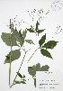  (Cryptotaenia canadensis - JAG 0759)  @11 [ ] Copyright (2009) Unspecified University of Guelph BIO Herbarium