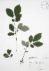  ( - JAG 0760)  @11 [ ] Copyright (2009) Unspecified University of Guelph BIO Herbarium