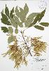 (Fraxinus pennsylvanica - JAG 0765)  @11 [ ] Copyright (2009) Unspecified University of Guelph BIO Herbarium