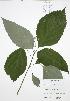  ( - JAG 0783)  @11 [ ] Copyright (2009) Unspecified University of Guelph BIO Herbarium