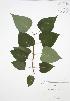  ( - JAG 0794)  @11 [ ] Copyright (2009) Unspecified University of Guelph BIO Herbarium