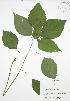  (Laportea canadensis - JAG 0784)  @11 [ ] Copyright (2009) Unspecified University of Guelph BIO Herbarium