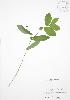  ( - JAG 0469)  @11 [ ] Copyright (2009) Unspecified University of Guelph BIO Herbarium