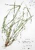  (Carex amphibola - JAG 0570)  @11 [ ] Copyright (2009) Unspecified University of Guelph BIO Herbarium