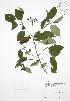  (Cornus obliqua - JAG 0725)  @11 [ ] Copyright (2009) Unspecified University of Guelph BIO Herbarium