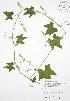  (Echinocystis lobata - JAG 0715)  @11 [ ] Copyright (2009) Unspecified University of Guelph BIO Herbarium