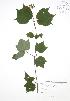  (Viburnum acerifolium - JAG 0798)  @11 [ ] Copyright (2009) Unspecified University of Guelph BIO Herbarium