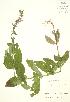  ( - JK 057)  @11 [ ] Copyright (2009) Unspecified University of Guelph BIO Herbarium