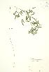  (Lathyrus japonicus - JK 053)  @11 [ ] Copyright (2009) Unspecified University of Guelph BIO Herbarium