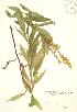  (Solidago lepida - JK 099)  @11 [ ] Copyright (2009) Unspecified University of Guelph BIO Herbarium