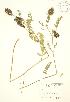  (Astragalus canadensis - JK 088)  @11 [ ] Copyright (2009) Unspecified University of Guelph BIO Herbarium