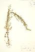  (Artemisia biennis - JK 074)  @13 [ ] Copyright (2009) Unspecified University of Guelph BIO Herbarium