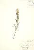  (Castilleja septentrionalis - JK 063)  @11 [ ] Copyright (2009) Unspecified University of Guelph BIO Herbarium