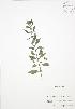  ( - BAR089)  @11 [ ] Copyright (2009) Unspecified University of Guelph BIO Herbarium