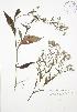  (Symphyotrichum praealtum - BAR200)  @11 [ ] Copyright (2009) Unspecified University of Guelph BIO Herbarium
