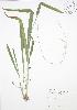  (Milium effusum - BAR092)  @11 [ ] Copyright (2009) Unspecified University of Guelph BIO Herbarium