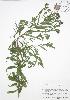  (Canadanthus - BAR216)  @13 [ ] Copyright (2009) Unspecified University of Guelph BIO Herbarium