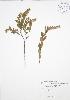  ( - ALR004)  @11 [ ] Copyright (2009) Unspecified University of Guelph BIO Herbarium