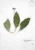  ( - BAR083)  @11 [ ] Copyright (2009) Unspecified University of Guelph BIO Herbarium