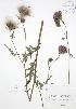  ( - BAR076)  @11 [ ] Copyright (2009) Unspecified University of Guelph BIO Herbarium