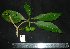  ( - MG_0294_I)  @11 [ ] CreativeCommons - Attribution Non-Commercial Share-Alike (2015) Megawati Herbarium Bogoriense