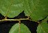  (Cleistanthus macrophyllus - MG_0299_I)  @11 [ ] CreativeCommons - Attribution Non-Commercial Share-Alike (2015) Megawati Herbarium Bogoriense