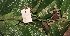  ( - MG_0307_I)  @11 [ ] CreativeCommons - Attribution Non-Commercial Share-Alike (2015) Megawati Herbarium Bogoriense