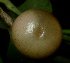  (Ardisia lanceolata - MG_0316_K)  @11 [ ] CreativeCommons - Attribution Non-Commercial Share-Alike (2015) Megawati Herbarium Bogoriense