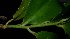  ( - MG_0316_K)  @11 [ ] CreativeCommons - Attribution Non-Commercial Share-Alike (2015) Megawati Herbarium Bogoriense